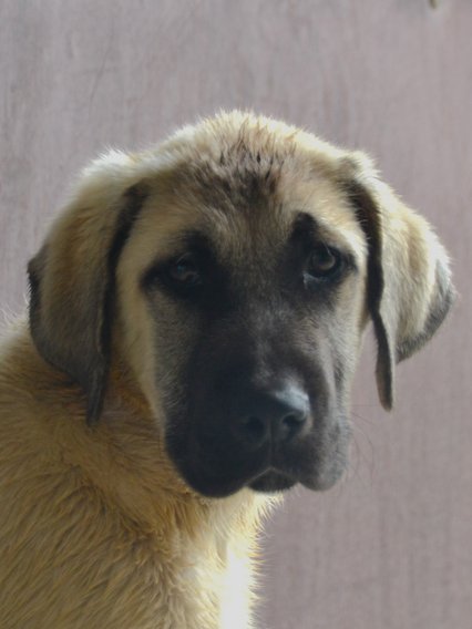 Aslan