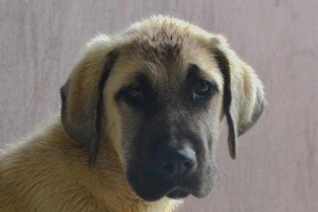 Aslan