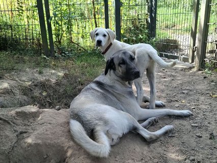 Melek und Aslan