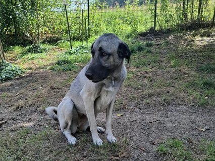 Melek