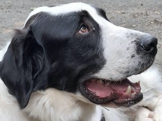 Baron