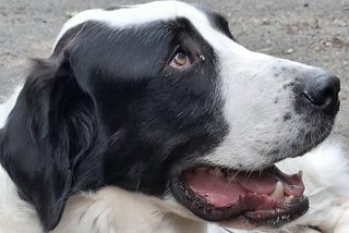 Baron