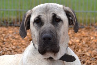 Kangal Familie