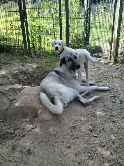 Aslan und Melek Aslan und Melek